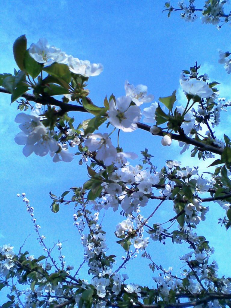 flori de cireş pe un Alt cer senin